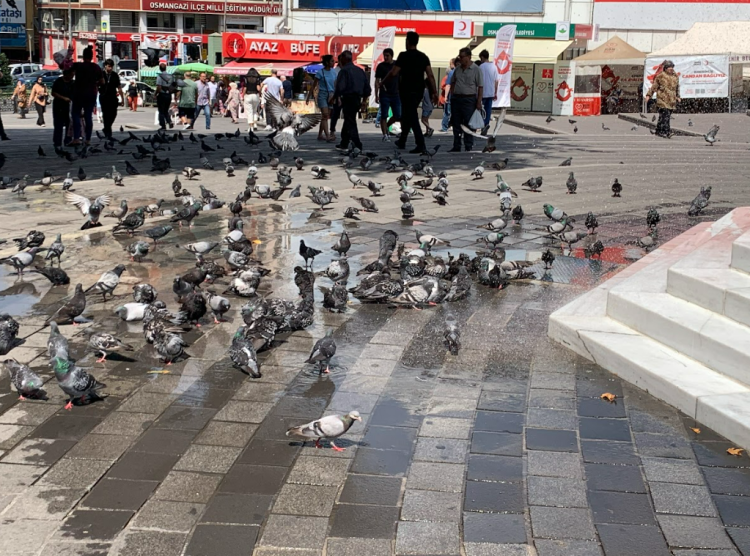 Bursa’da sıcaktan bunalan güvercinler böyle serinledi
