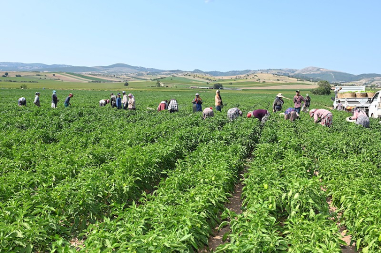 Bursa’da tarım alanları azalıyor