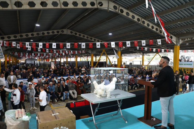 İnegöl’de yerli tavuk ırkları ile koçlar podyuma çıkacak