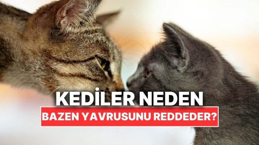 Acı Lakin Gerçek: Anne Kediler Neden Bazen Yavrularını Reddeder?
