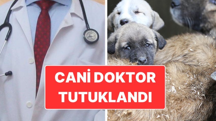 Ankara’da Cani Doktor Tutuklandı: Sokak Hayvanlarını Sahiplenip Öldürmüş!