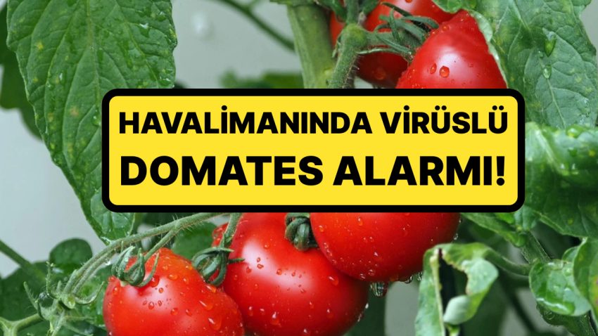 Bakanlık Harekete Geçti: 1 Ton Domates Tohumunda Virüs Tespit Edildi