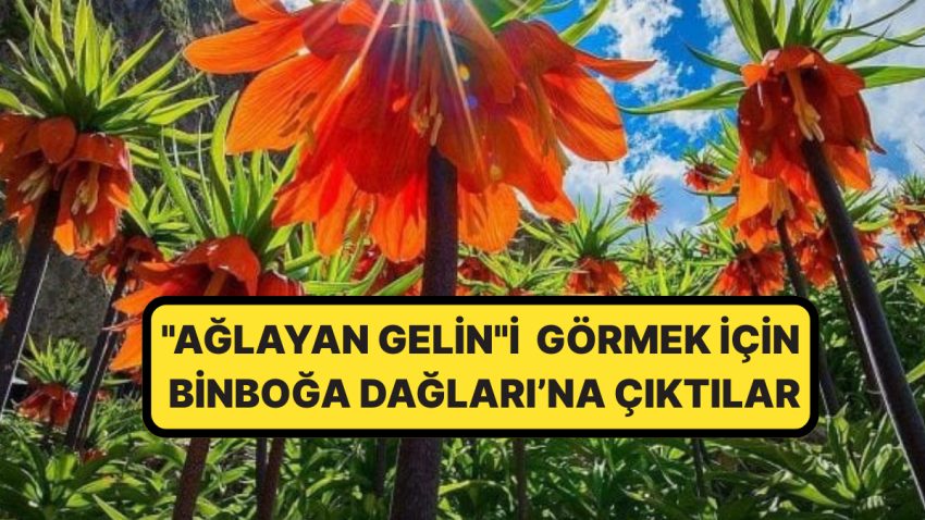 İsminin Kıssası Dikkat Çekti: ”Ağlayan Gelin”i Görmek İsteyenler Şiddetli Bir Seyahate Çıktı: ”Ömrü 20 Gün”