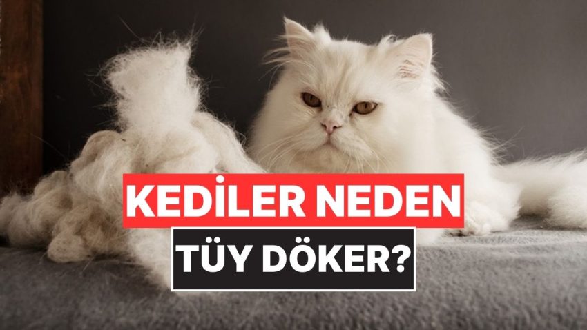 Kediler Neden Birtakım Devirler Meczup Üzere Tüy Döker?