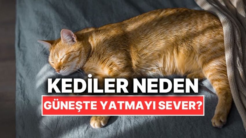 Kediler Neden Güneşlenmeyi Meczup Üzere Sever?