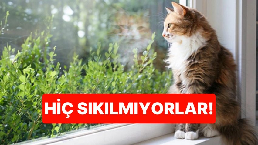 Kediler Neden Pencerenin Önünde Durup Dakikalarca Dışarıyı İzler?