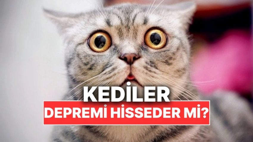 Kediler Sarsıntı Olacağını Evvelden Hissedebilir mi?