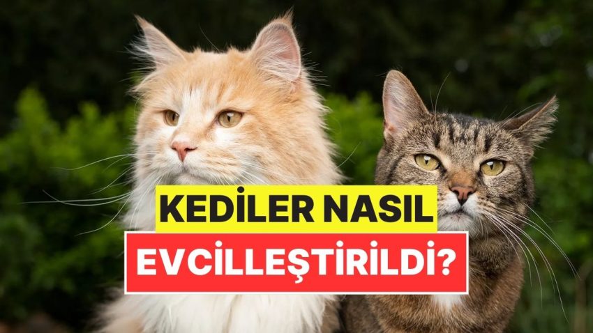 Kediler Yabani Bir Hayvanken Nasıl Oldu da Evcilleştirildi?