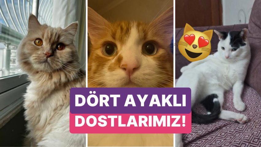 Kedilerinin Vesikalık Fotoğraflarını Paylaşarak Hepimizin Gözünden Kalpler Fışkırtan Bireyler