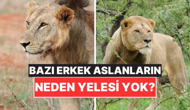 kimi-erkek-aslanlarin-yelesinin-olmamasinin-arkasindaki-enteresan-sebep-LvZHHCqc.jpg