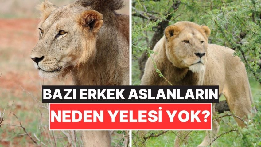 Kimi Erkek Aslanların Yelesinin Olmamasının Arkasındaki Enteresan Sebep