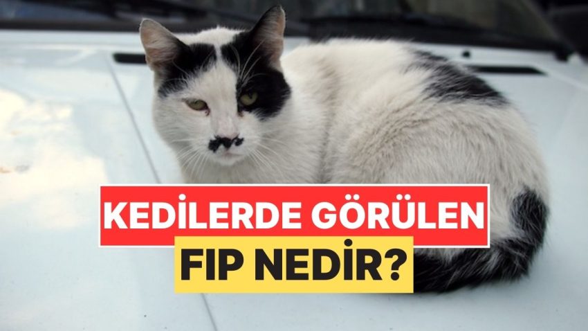 Sokak Kedilerinde Sıkça Gördüğümüz “FIP” Hastalığı Nedir?