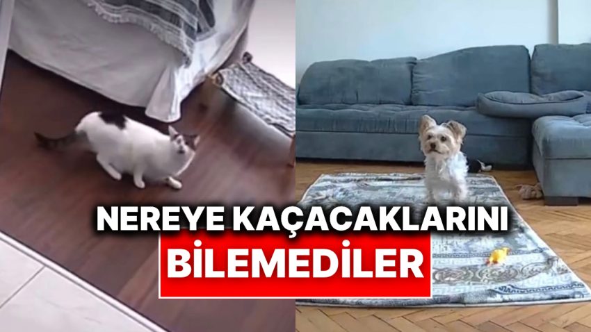 Zelzele Anında Meskende Yalnız Olan Evcil Hayvanların Dehşet Dolu Anları Kameralara Yansıdı