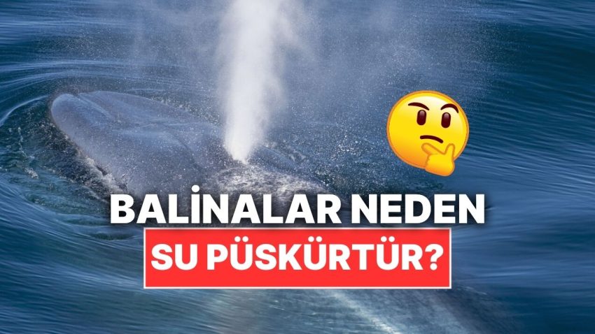 Balinalar Neden Başlarındaki Delikten Su Püskürtür?