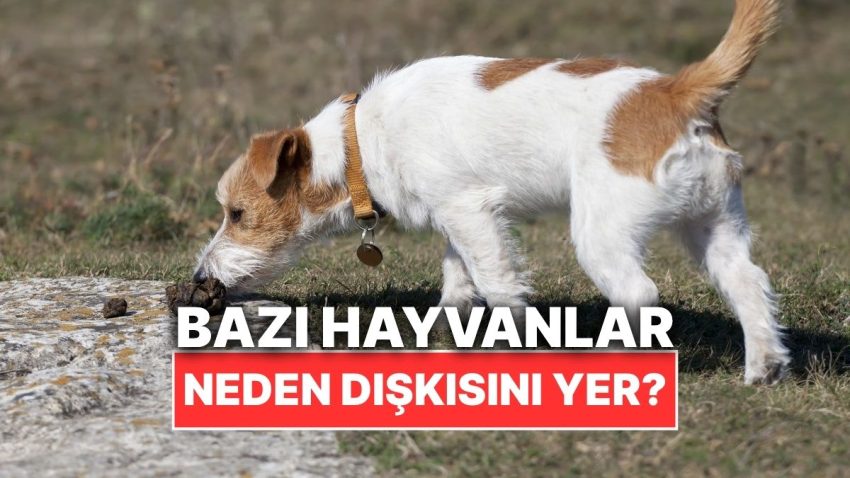 Birtakım Hayvanlar Neden Kendi Dışkısını Yer?