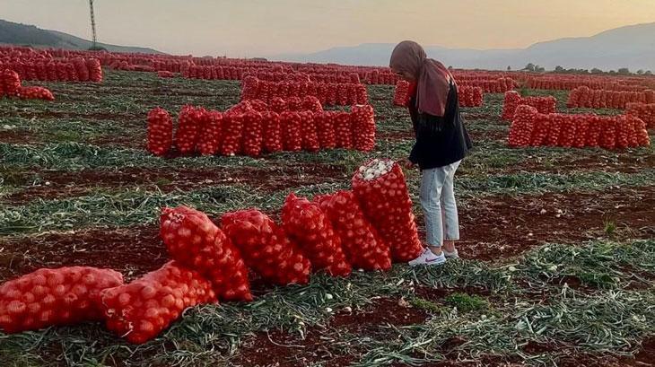 Hatay’da ihraç edilecek soğanlardan numune alındı – Düzgün Haber