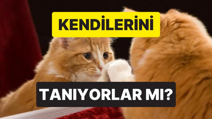 Kediler Aynada Kendilerini Tanıyabilir mi?