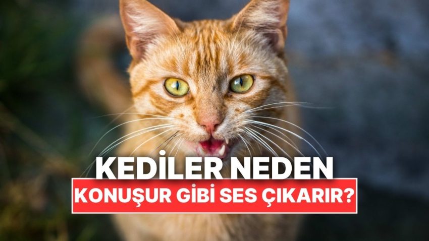Kediler Neden Bazen Konuşurmuş Üzere Sesler Çıkarır?