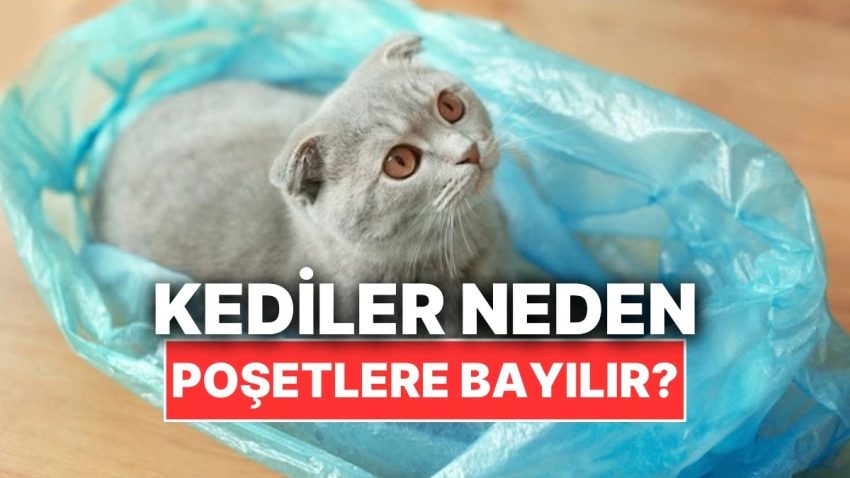 Kediler Neden Poşetle Oynamayı Çok Sever?