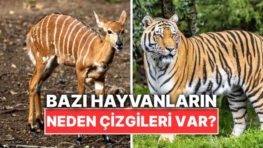 Kimi Hayvanlarda Neden Şerit ve Çizgiler Bulunur?