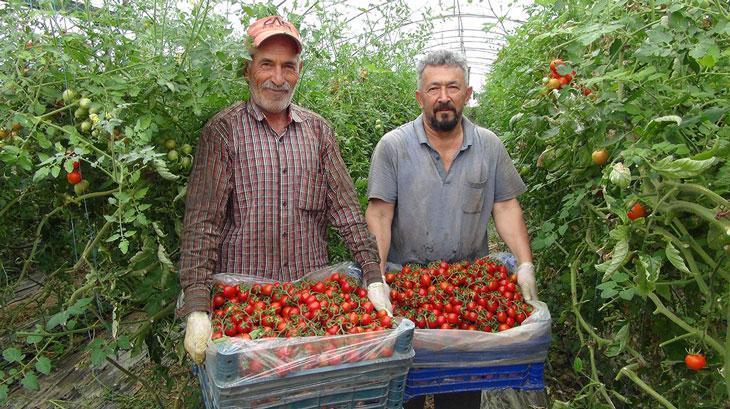 Örtü altı domateste hasatta sona yaklaşıldı – Düzgün Haber