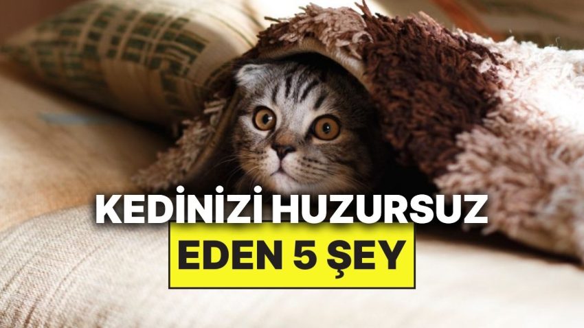 Siz Farkında Olmasanız da Kedinizi Huzursuz Eden 5 Şey