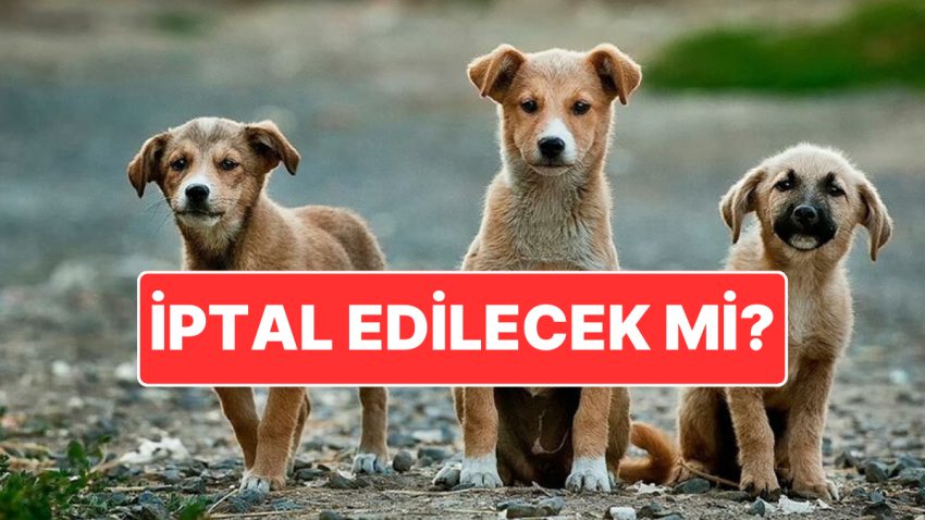 Tartışılan Hayvan Hakları Yasası Anayasa Mahkemesi’nde: Hayvanseverler Yasanın İptal Edilmesini İstiyor