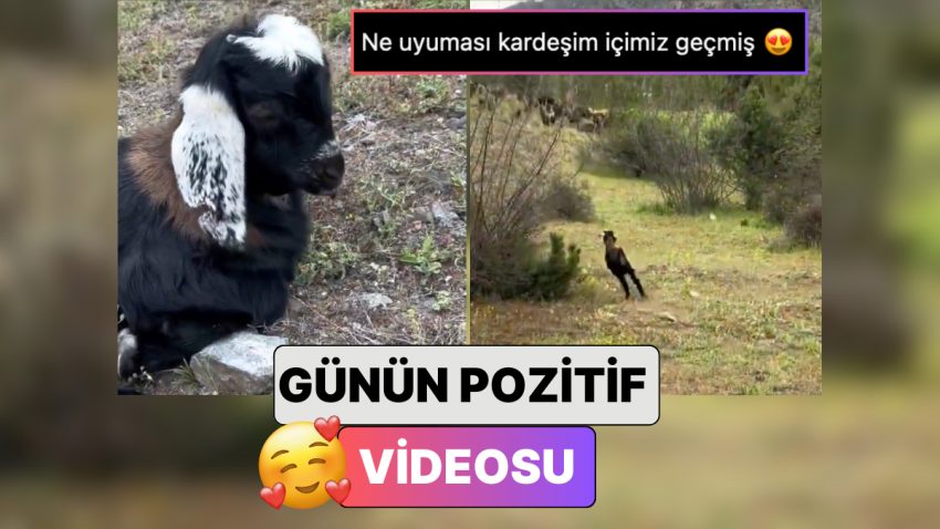 Uyuyakaldığı İçin Sürüye Geç Kalan Keçi Yavrusunun Paniğini İzlerken Pamuk Üzere Olacaksınız