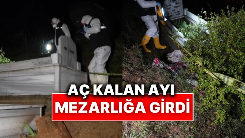 Yakınlarının Mezarına Gittiler, Ziyan Görmüş Halde Buldular: Gümüşhane’de Ayılar Mezarlığa Dadandı
