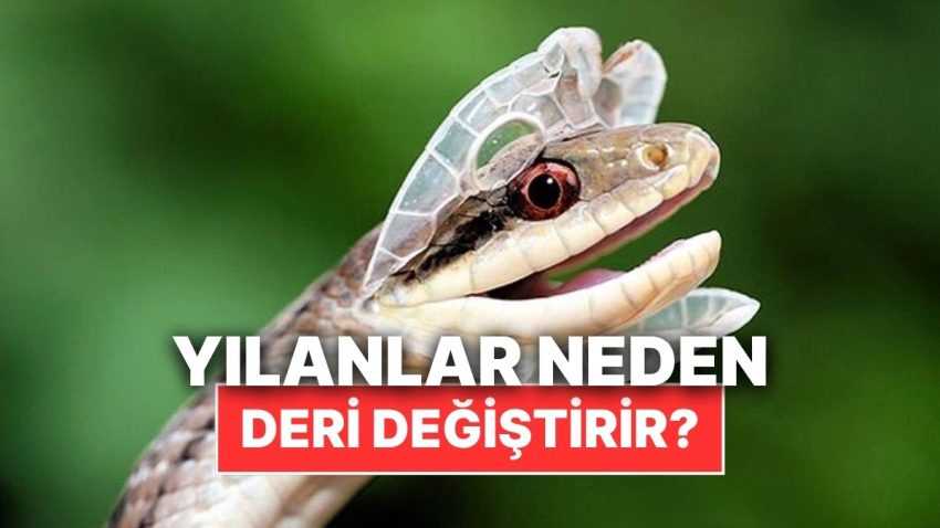 Yılanlar Neden Kimi Devirlerde Deri Değiştirir?