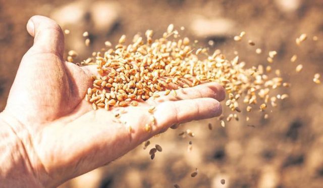103-ulkeye-tohum-ihrac-ediliyor-HRyVlkkO.jpg