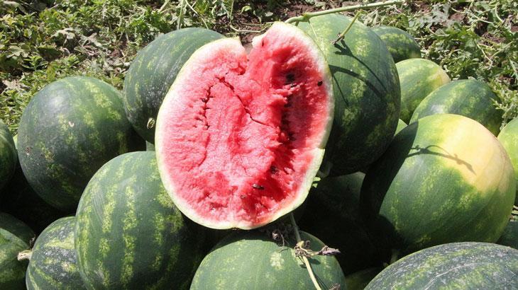 Adana’da dönemin birinci karpuz hasadı başladı; tarlada kilosu 7 TL – Düzgün Haber