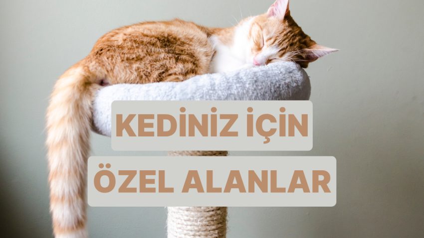 Aklınızın Meskende Kalmaması İçin Kedinize Yaratabileceğiniz 10 Alan