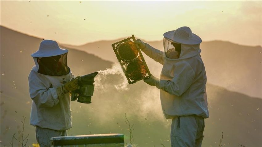 “Arıcılık rotaları” turizme katkı sağlayacak – Düzgün Haber