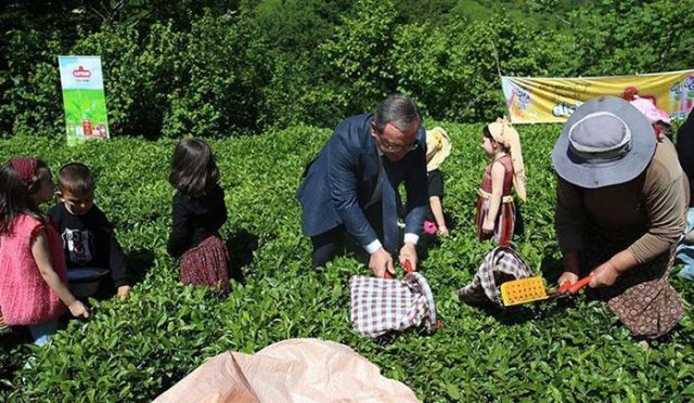 artvinde-klasik-cay-hasadi-aktifligi-duzenlendi-BPTX7dl4.jpg