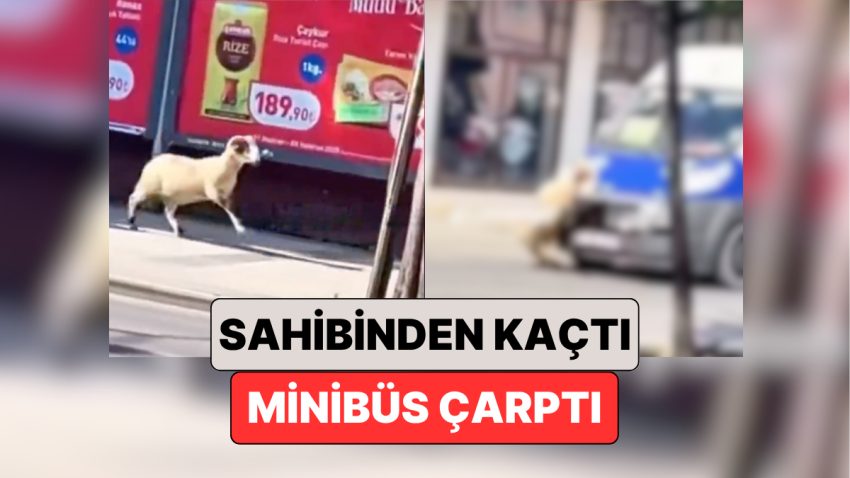 Bayram Gelmeden Haberler Gelmeye Başladı: Sakarya’da Sahibinden Kaçan Bir “Koç”a Minibüs Çarptı