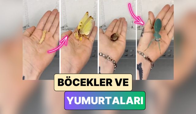 bir-icerik-ureticisi-farkli-bocek-tiplerinin-yumurtalari-ve-bu-yumurtalardan-cikan-bocekleri-gosterdi-aKU4Mhab.jpg