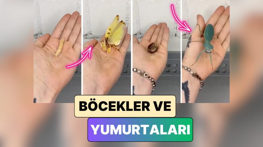 Bir İçerik Üreticisi Farklı Böcek Tiplerinin Yumurtaları ve Bu Yumurtalardan Çıkan Böcekleri Gösterdi