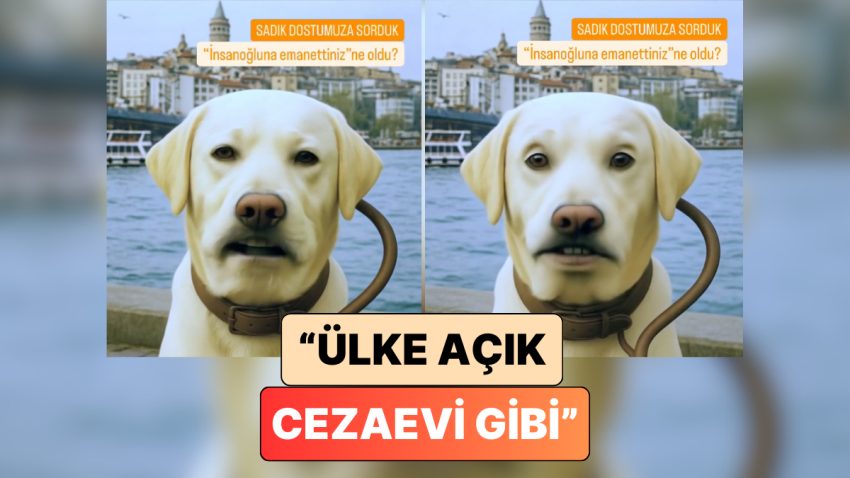Bir İçerik Üreticisi “Sokak Hayvanları” Sıkıntısını Bir Köpeğin Gözünden Yorumladı