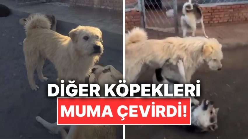 Bir Küme Köpek Kendi Ortasında Gerilirken Alfa Köpeğin Alana Girmesi Gündem Oldu