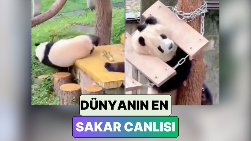 Biz Jenerasyonları Tükenecek Diye Tahliller Ararken Kendilerini Perişan Eden Pandaların Şirin Anları