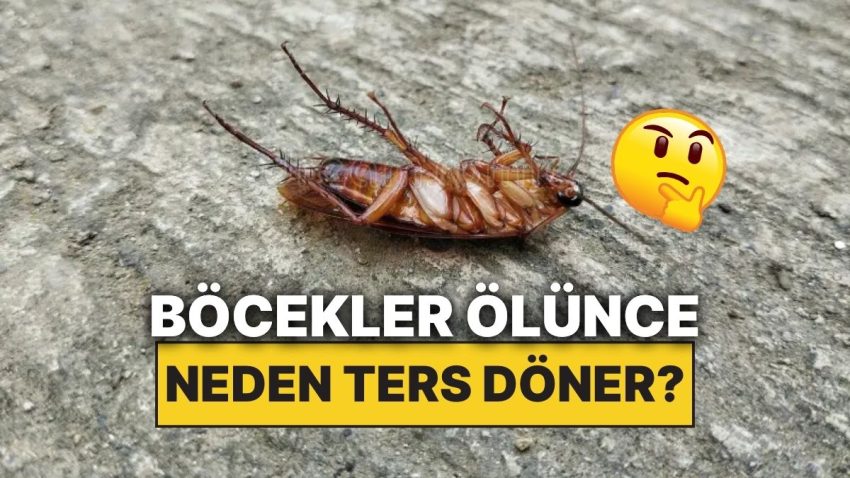 Böcekler Öldüklerinde Neden Zıt Dönmüş Halde Bulunurlar?