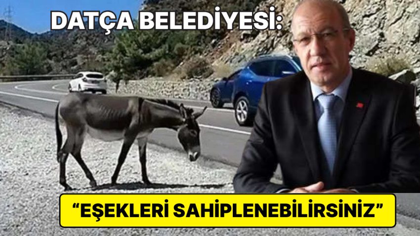 Datça’da Valilik Kararıyla Bayıltılarak Toplatılan Yaban Eşekleriyle İlgili Datça Belediyesi’nden Açıklama