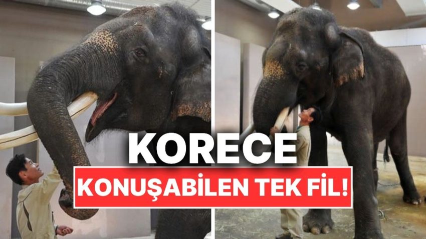 Dünyada Korece Konuşabilen Tek Fil Kosik’in Hayranlık Uyandıran Öyküsü