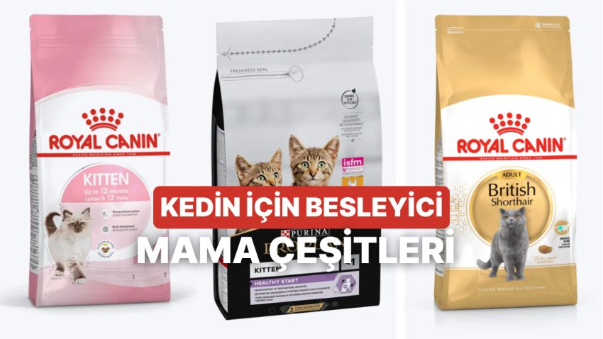 Hakikat Kedi Maması Nasıl Seçilir? Bu İçerikte Anlatıyoruz!