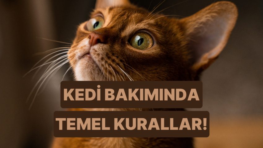 Her Kedi Sahibinin Kesinlikle Bilmesi Gereken 12 Değerli Bilgi