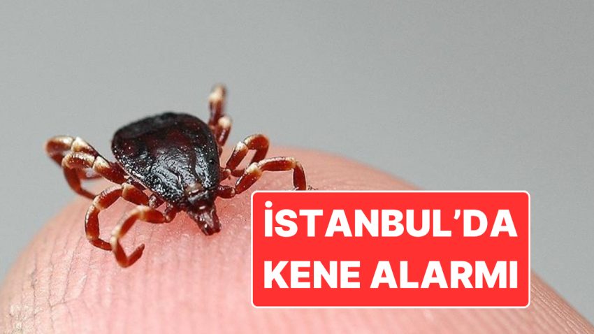 İstanbul’da Kene Alarmı: Son 3 Ayda 6 Bin 165 Hadise Tespit Edildi