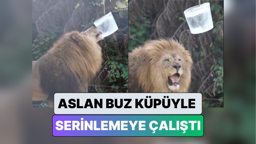 İzmir Doğal Ömür Parkı’nda Hayvanların Sıcaktan Korunması İçin Kafeslere Buz Küpleri Konuldu