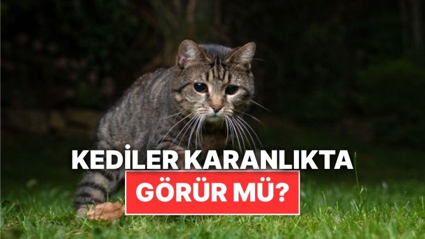 Kediler Hakikaten Karanlıkta Görebiliyor mu?