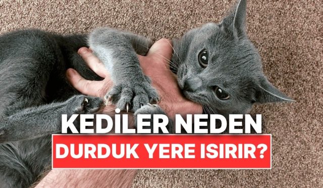 kediler-neden-bazen-durduk-yere-bizi-isirir-PBMPOE3H.jpg